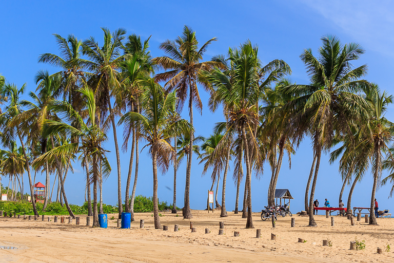 Entdeckungstour rund um Punta Cana | Macao Beach - Palmen am Strand