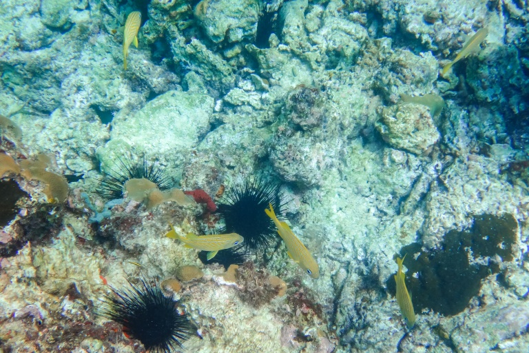 Saona Ausflug | Bunte Fische in Bayahibe