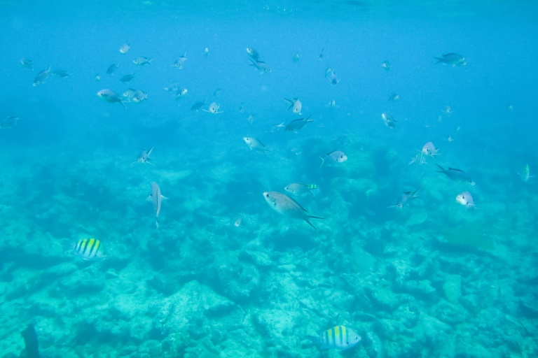 Saona Ausflug | Unterwasserwelt von Bayahibe