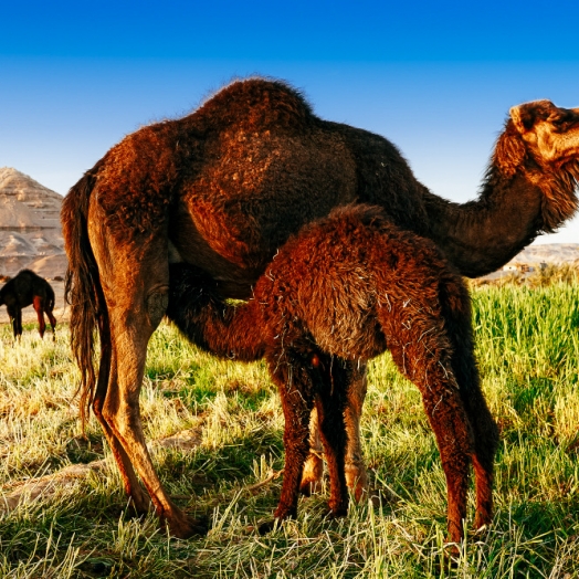 Schwarze Dromedare in der Oase Bahariya; Copyright Juergen Ritterbach