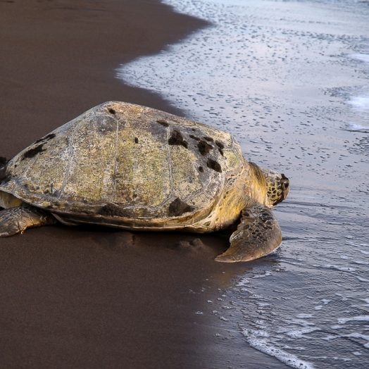 Im Nationalpark Tortuguero können Touristen Schildkröten bei der Eiablage beobachten; Copyright piccaya