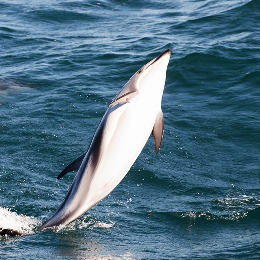 Schwimmen mit Delfinen in Kaikoura; Copyright Adwo