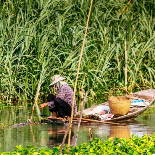 Wassergemüse am Nakhon-Chai-Si-Fluss in Nakhon Pathom